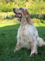 Setter Anglais PALAZIENSIS RAMBO Setter Anglais PALAZIENSIS RAMBO